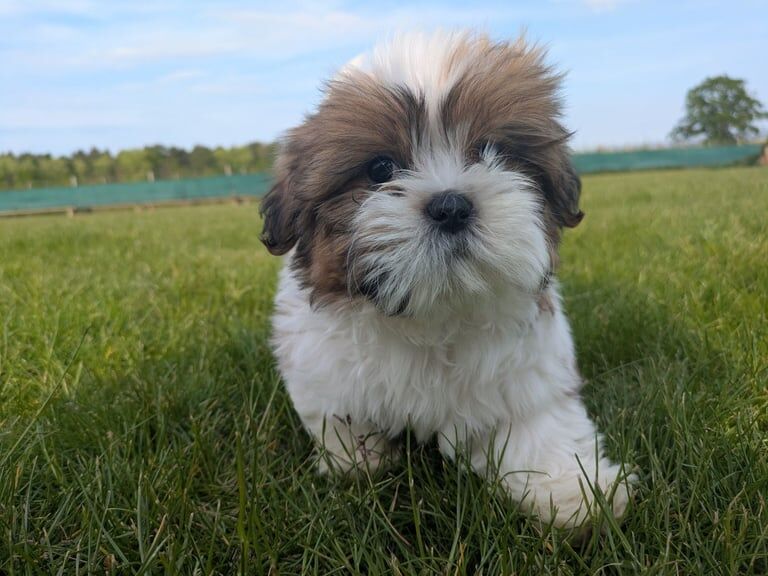 Shih Tzu Puppy for sale in Birchwood Centre, Cheshire | Image 3