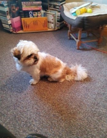 Shih Tzu puppies for sale in Crumlin, County Antrim – 5 months old