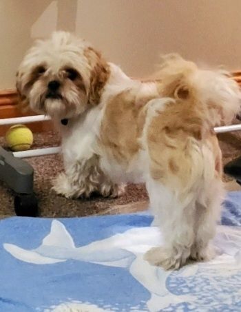 Shih Tzu puppies for sale in Crumlin, County Antrim – 5 months old - Image 2 of 3
