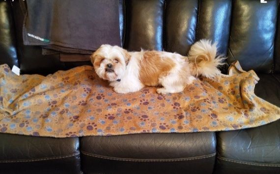 Shih Tzu puppies for sale in Crumlin, County Antrim – 5 months old - Image 3 of 3