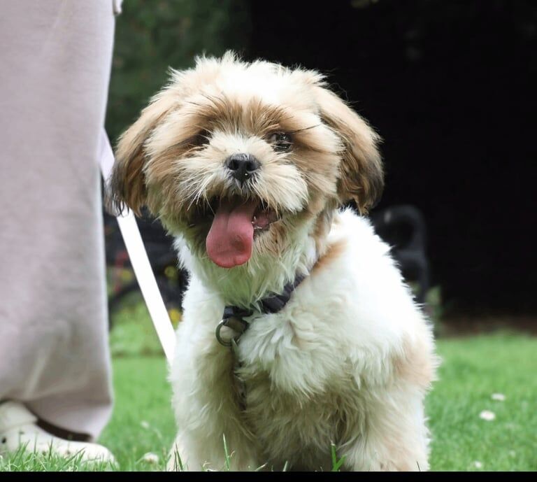 Shih Tzu puppies for sale in Birchwood Centre, Cheshire – 6 months old