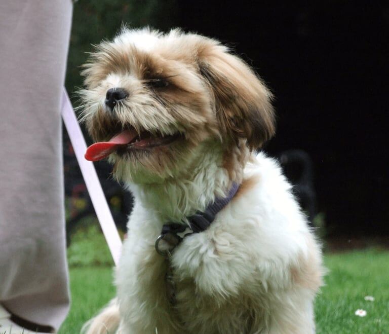 Shih Tzu puppies for sale in Birchwood Centre, Cheshire – 6 months old - Image 2 of 2