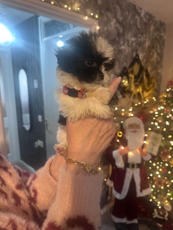 Shih Tzu puppies for sale in Morpeth, Northumberland – 8 weeks old