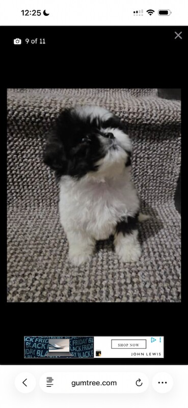 Shih Tzu puppies for sale in Morpeth, Northumberland – 8 weeks old - Image 2 of 2
