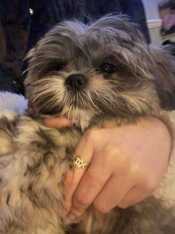 Shih Tzu puppies for sale in Coventry, West Midlands – 3 months old