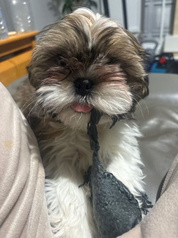 Shih Tzu puppies for sale in Padiham, Lancashire – 3 months old - Image 3 of 4