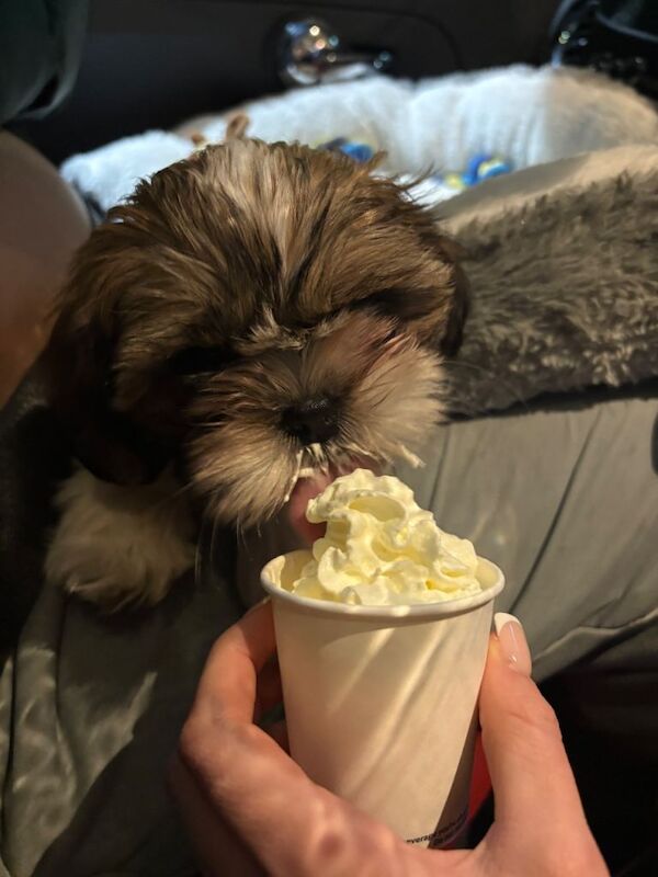 Shih Tzu puppies for sale in Padiham, Lancashire – 3 months old - Image 4 of 4