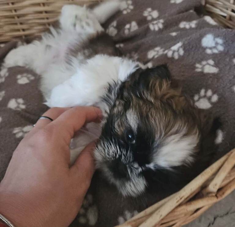 Shih tzu puppy