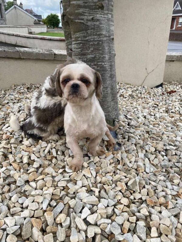 Shih Tzu puppy