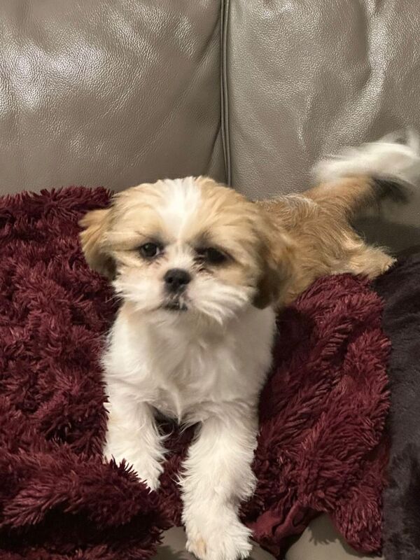 Shih Tzu puppy boy for sale - Image 2 of 5