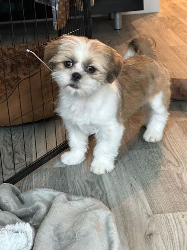 Shih Tzu puppy boy for sale - Image 3 of 5