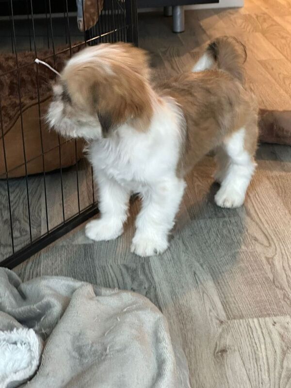 Shih Tzu puppy boy for sale - Image 4 of 5
