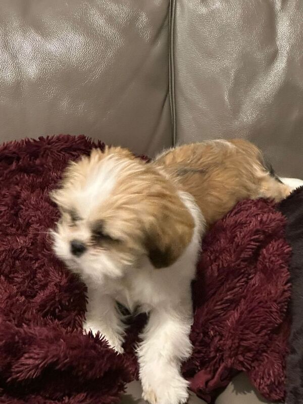 Shih Tzu puppy boy for sale - Image 5 of 5