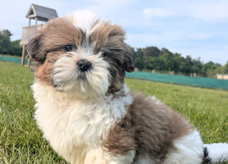 Shih Tzu puppies for sale in Birchwood Centre, Cheshire – 4 months old