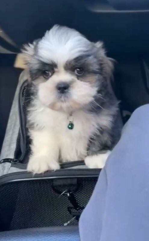 Shih Tzu Puppy for sale - Image 2 of 4
