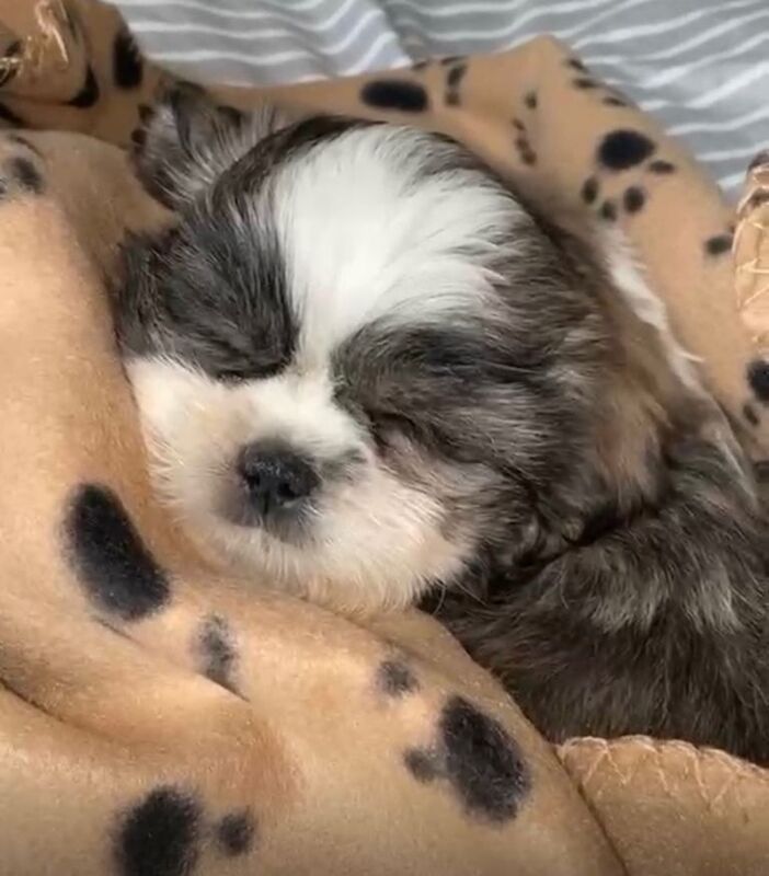 Shih Tzu Puppy for sale - Image 3 of 4