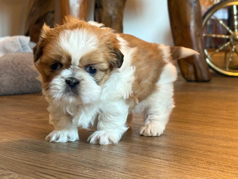 Shih Tzu puppies for sale in Perth and Kinross – 4 weeks old