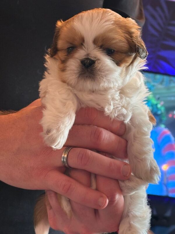 Shih Tzu Puppy (Male) - Image 2 of 3