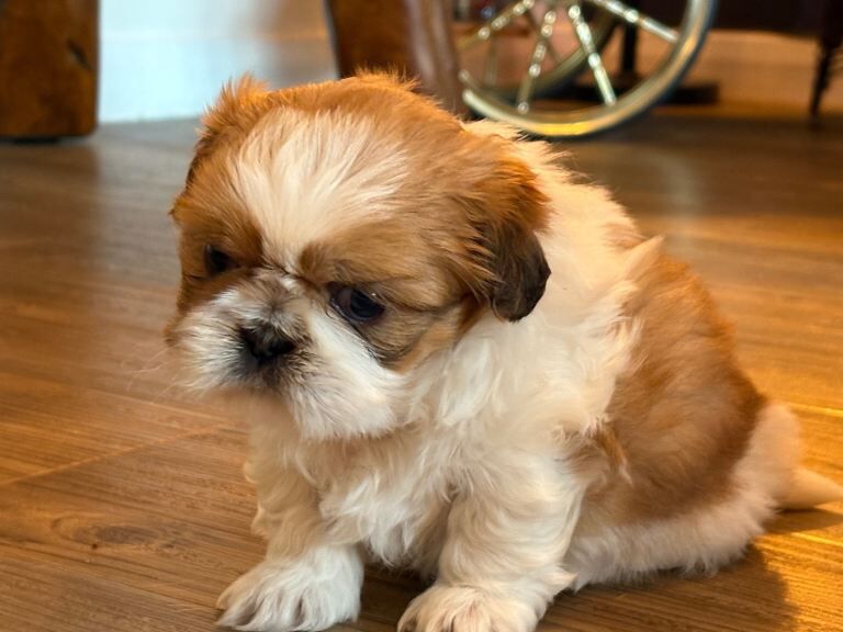 Shih Tzu Puppy (Male) - Image 3 of 3