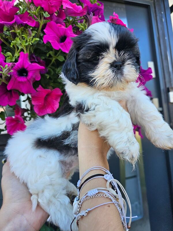 Shih Tzu puppies for sale in North Motherwell, Lanarkshire – 8 weeks old