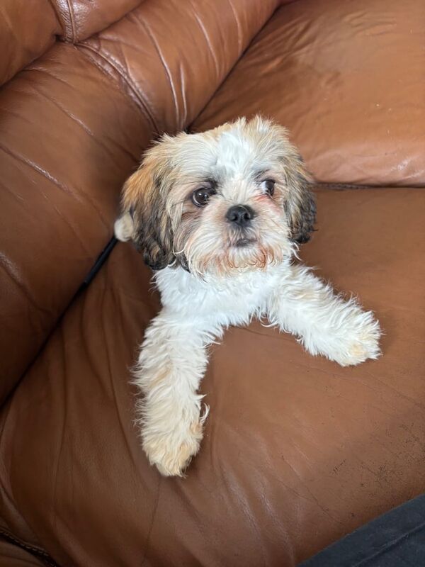 Shih Tzu puppies for sale in Radcliffe on Trent, Nottinghamshire – 4 months old