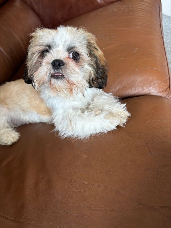 Shih Tzu puppies for sale in Radcliffe on Trent, Nottinghamshire – 4 months old - Image 2 of 3