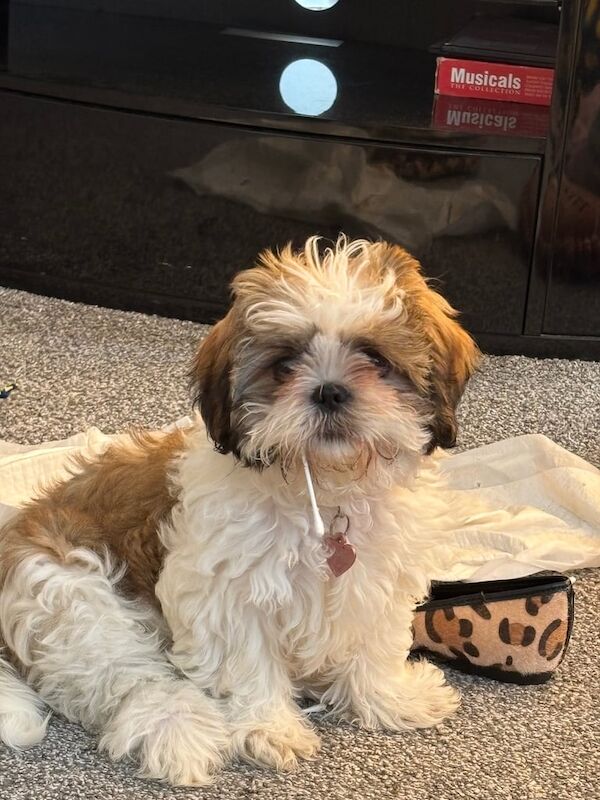 Shih Tzu puppies for sale in Radcliffe on Trent, Nottinghamshire – 4 months old - Image 3 of 3