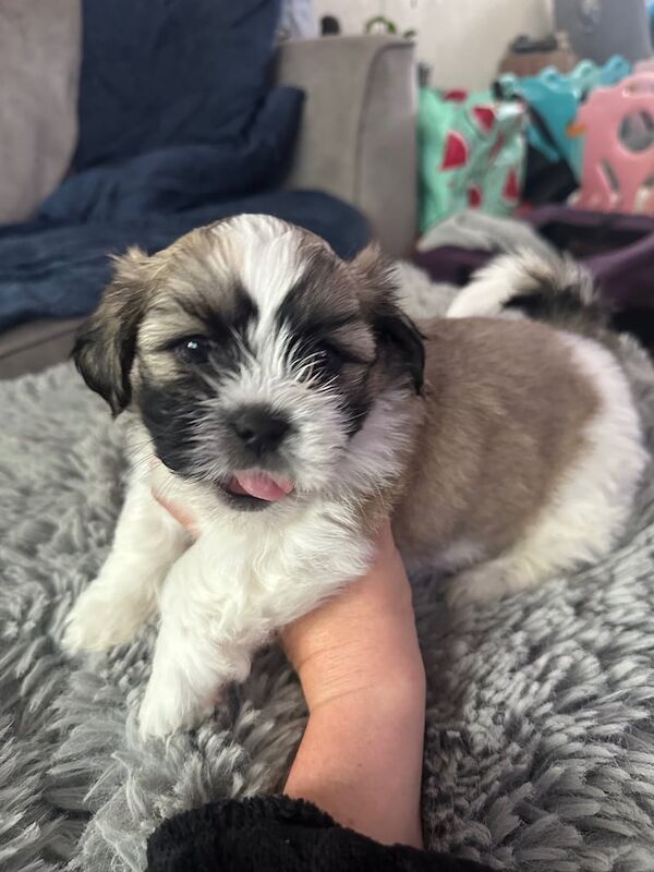 Shih tzu puppys for sale in Kilwinning, Ayrshire and Arran