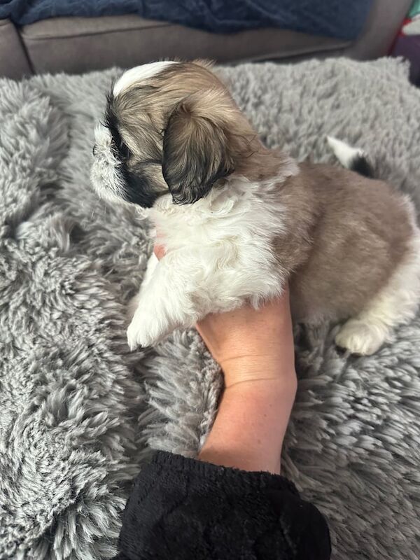 Shih tzu puppys for sale in Kilwinning, Ayrshire and Arran | Image 2