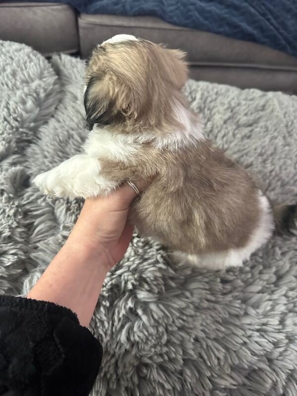 Shih tzu puppys for sale in Kilwinning, Ayrshire and Arran | Image 3