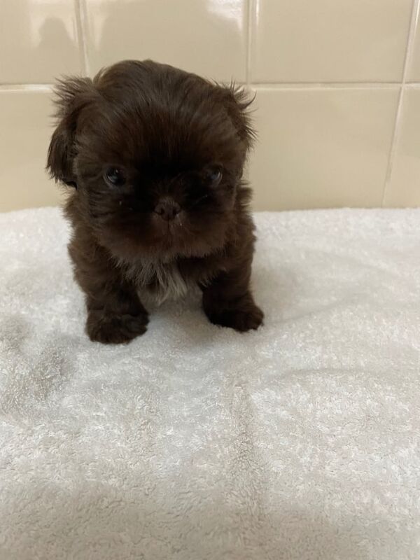 Shih Tzu puppies for sale in Exeter, Devon – 8 weeks old