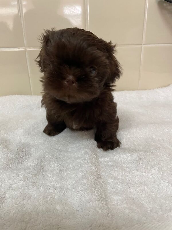 Shih Tzu puppies for sale in Exeter, Devon – 8 weeks old - Image 2 of 3