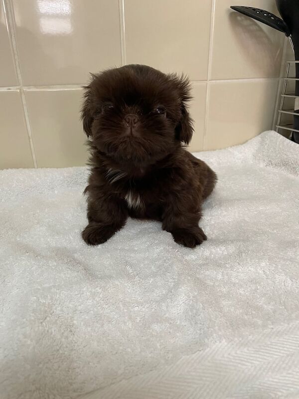Shih Tzu puppies for sale in Exeter, Devon – 8 weeks old - Image 3 of 3