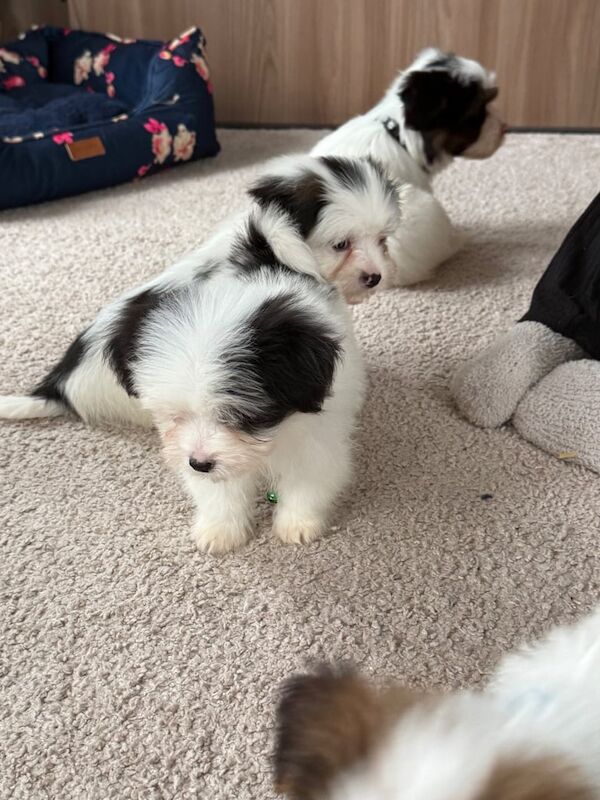 Shih Tzu puppies for sale in Exeter, Devon – 8 weeks old