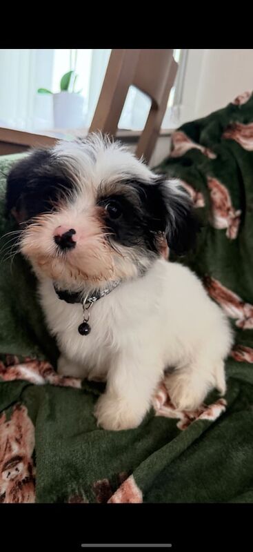Shih Tzu puppies for sale in Exeter, Devon – 8 weeks old - Image 2 of 4