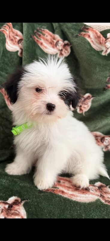 Shih Tzu puppies for sale in Exeter, Devon – 8 weeks old - Image 3 of 4