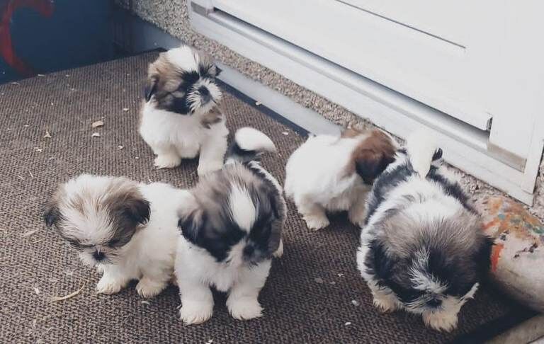 Shih Tzu puppies for sale in Longford, West Midlands – 9 weeks old