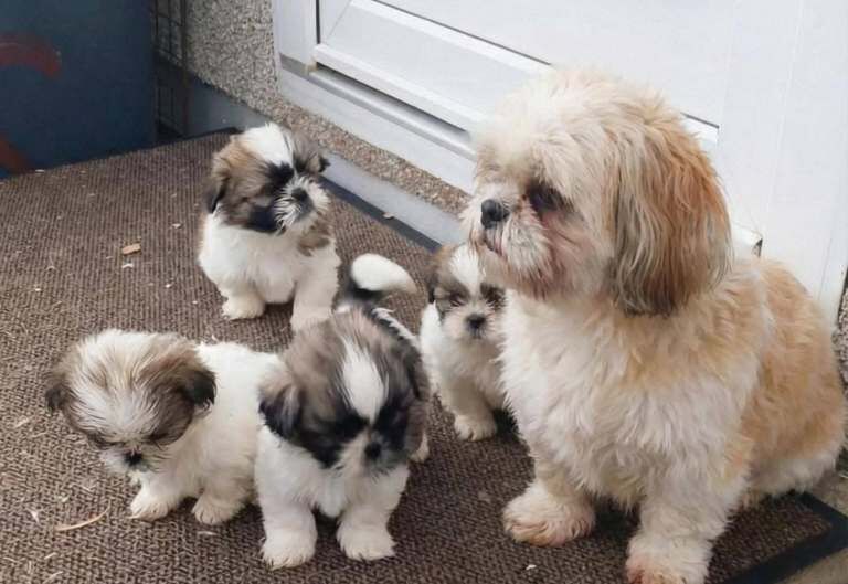 Shih Tzu puppies for sale in Longford, West Midlands – 9 weeks old - Image 4 of 5