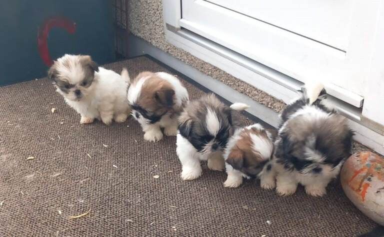 Shih Tzu puppies for sale in Longford, West Midlands – 9 weeks old - Image 5 of 5