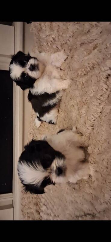 Shih Tzu puppies for sale in County Antrim – 7 weeks old