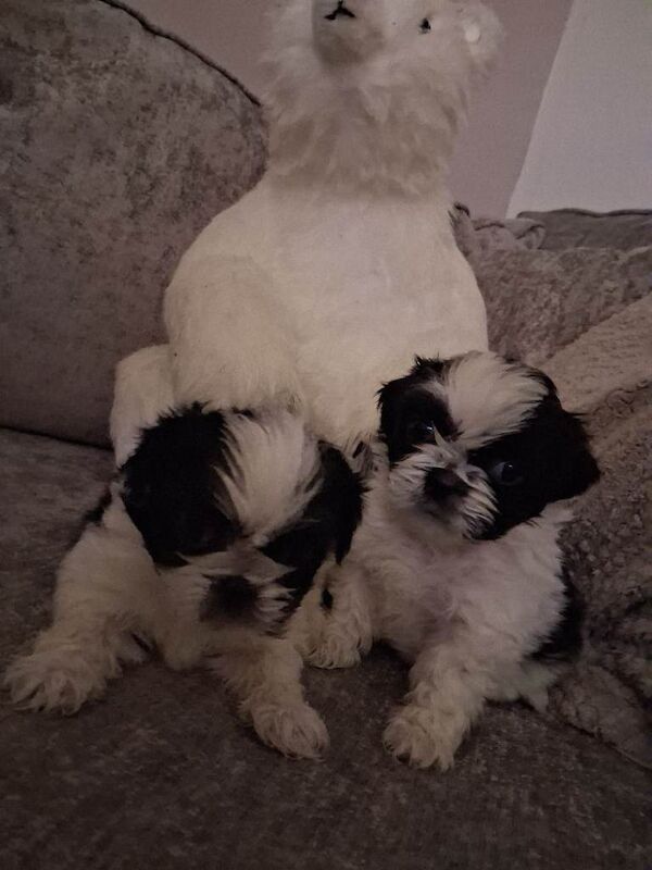 Shih Tzu puppies for sale in County Antrim – 7 weeks old - Image 2 of 3