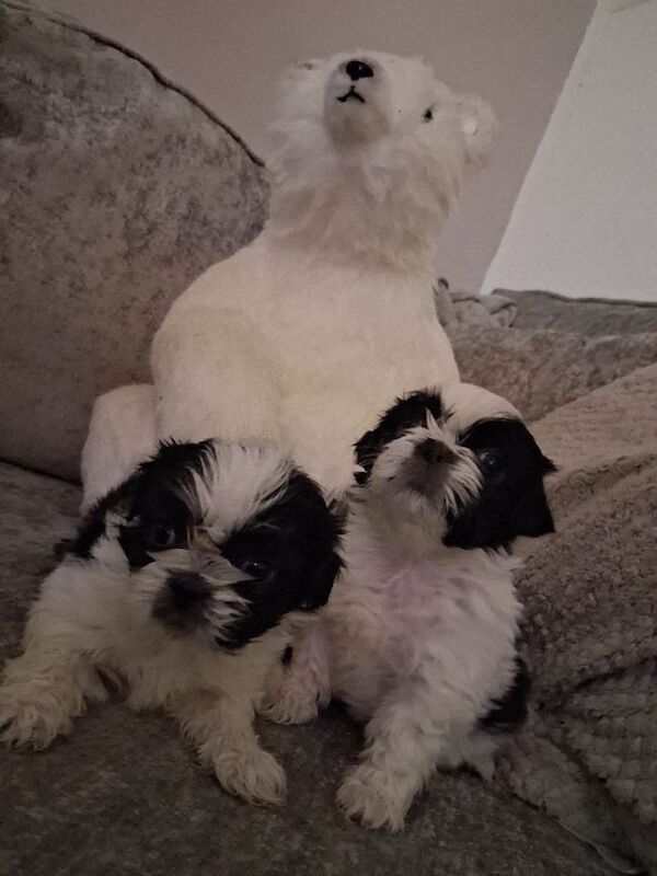 Shih Tzu puppies for sale in County Antrim – 7 weeks old - Image 3 of 3