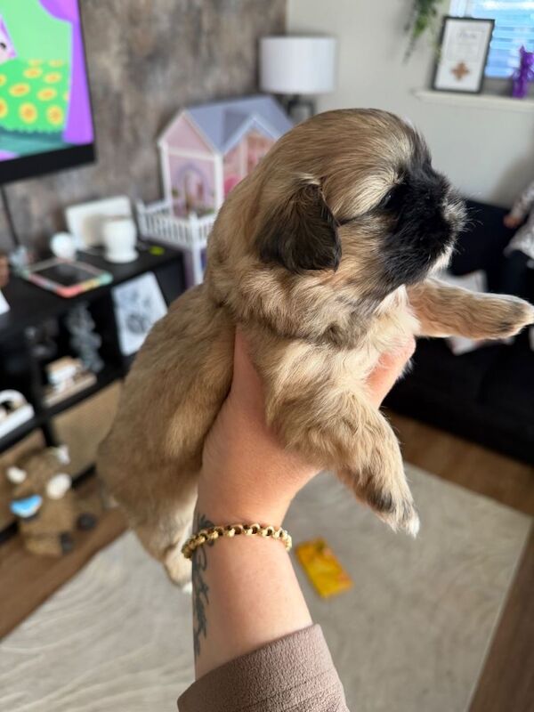 Shih Tzu puppies for sale in Newark, Orkney – 5 weeks old