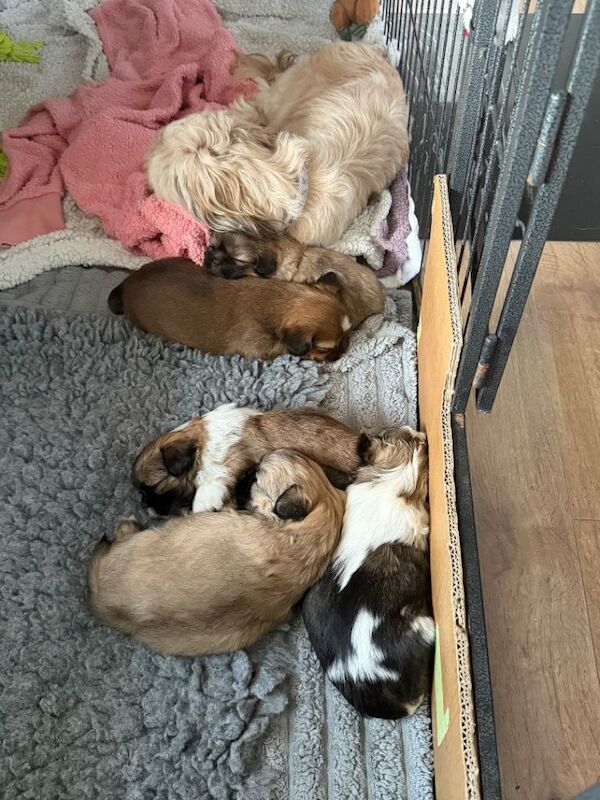 Shih Tzu puppies for sale in Newark, Orkney – 5 weeks old - Image 2 of 4