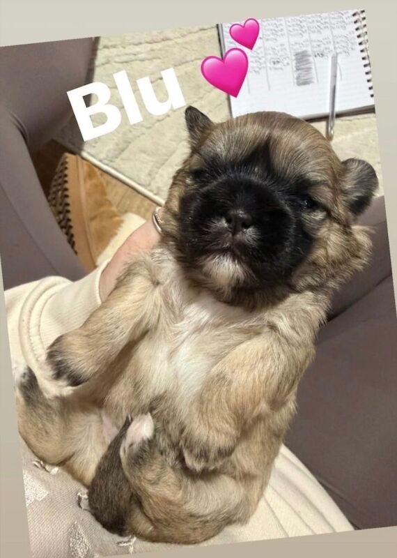 Shih Tzu puppies for sale in Newark, Orkney – 5 weeks old - Image 3 of 4