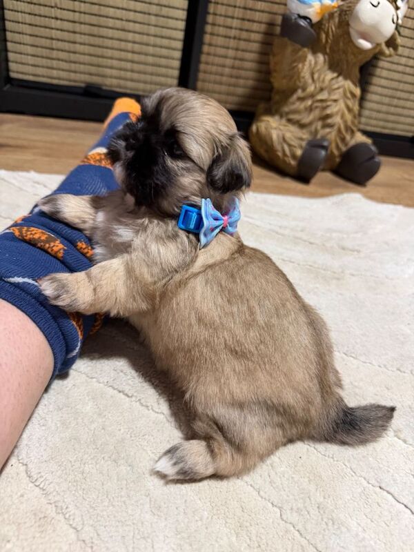 Shih Tzu puppies for sale in Newark, Orkney – 5 weeks old - Image 4 of 4