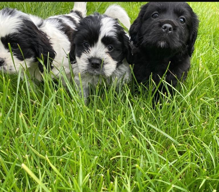 shih tzu puppy’s