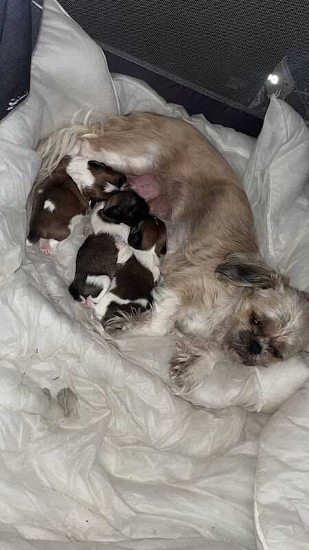 Shih Tzu puppies for sale in Halton, West Yorkshire β 8 weeks old - Image 2 of 2