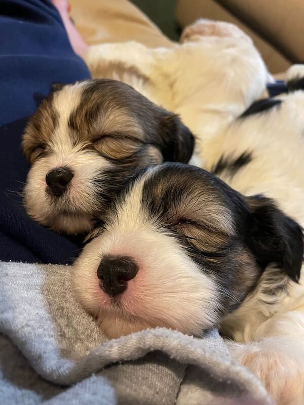 Shih-tzu pups for sale in St Columb Major, Cornwall
