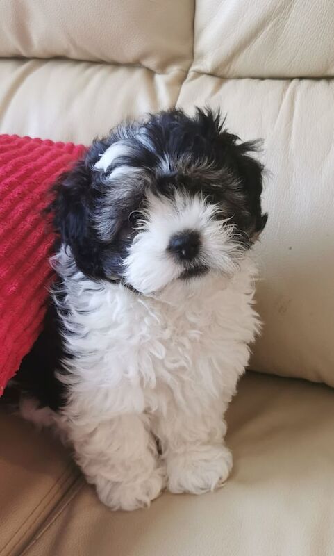 Shih Tzu pups for sale in Lisnaskea, County Fermanagh